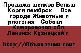 Продажа щенков Вельш Корги пемброк  - Все города Животные и растения » Собаки   . Кемеровская обл.,Ленинск-Кузнецкий г.